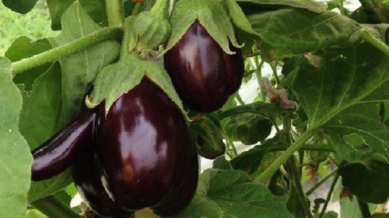 Aubergine hybride Clorinda des éleveurs néerlandais