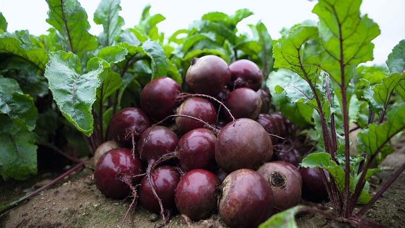 Betterave hollandaise hybride Action F1: caractéristiques de la culture et secrets d'un bon entretien