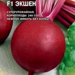 Betterave hollandaise hybride Action F1: caractéristiques de la culture et secrets d'un bon entretien