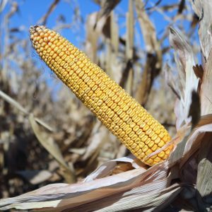 Caractéristiques et description d'un hybride de graines de maïs Krasnodar 291 AMV