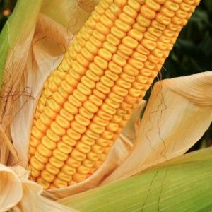 Caractéristiques et description d'un hybride de graines de maïs Krasnodar 291 AMV