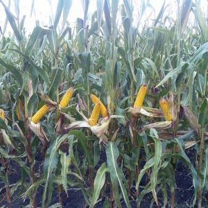 Caractéristiques et description d'un hybride de graines de maïs Krasnodar 291 AMV