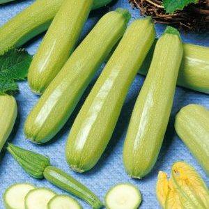 Variété de courgettes Cavili des éleveurs néerlandais: ce que vous pourriez aimer et comment la cultiver correctement