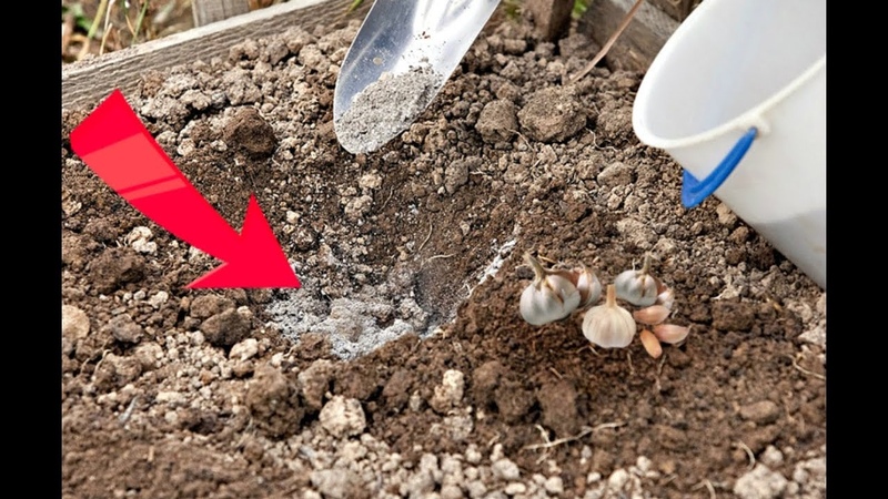 Comment et quoi traiter l'ail avant de planter pour l'hiver: règles de préparation du matériel de plantation et conseils utiles