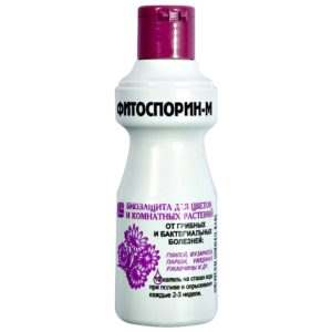 Comment et quoi traiter l'ail avant de planter pour l'hiver: règles de préparation du matériel de plantation et conseils utiles