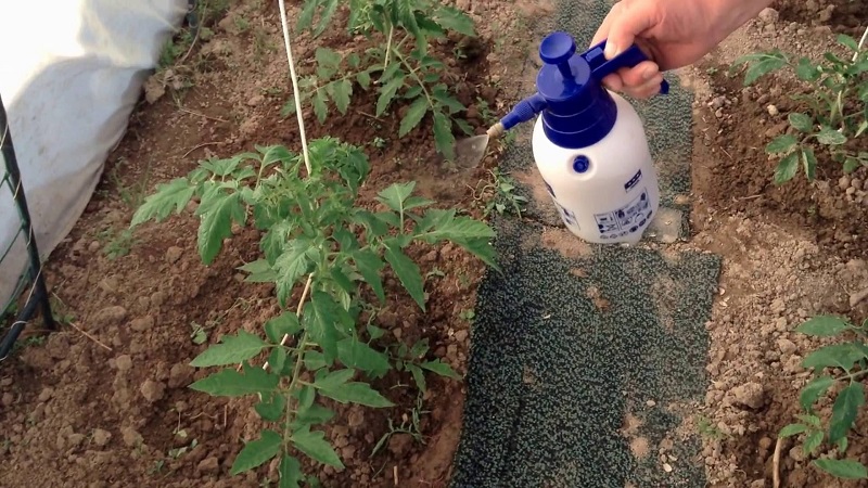 Comment et pourquoi pulvériser des tomates avec du sérum à l'iode: une recette pour une solution et des instructions pour le traitement