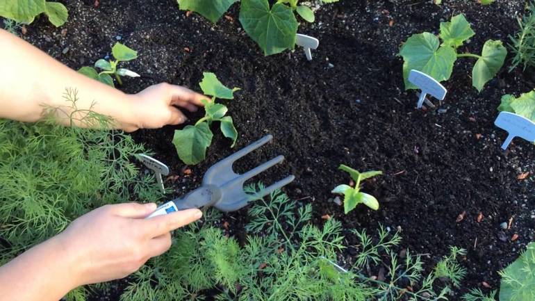 Comment se débarrasser des tétranyques sur les concombres dans une serre: méthodes éprouvées de contrôle et de prévention