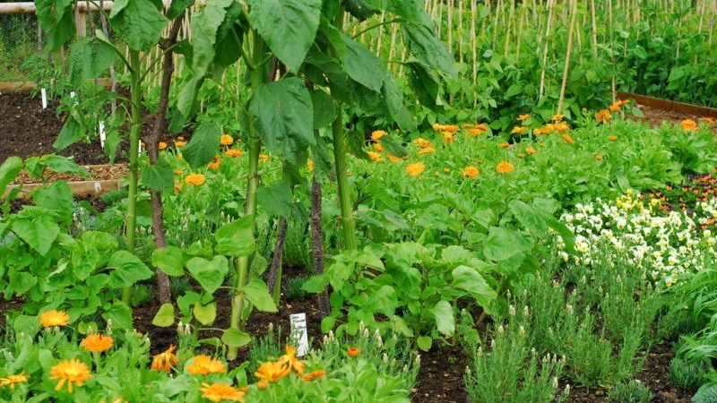 Comment se débarrasser des tétranyques sur les concombres dans une serre: méthodes éprouvées de contrôle et de prévention