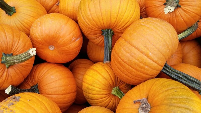 Comment obtenir une bonne récolte de citrouille: culture et entretien en plein champ, recommandations de jardiniers expérimentés