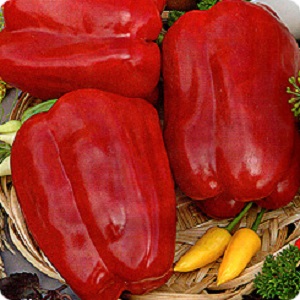 Comment planter un grand poivron hybride Ombrone rouge et le cultiver