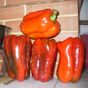 Comment planter un grand poivron hybride Ombrone rouge et le cultiver