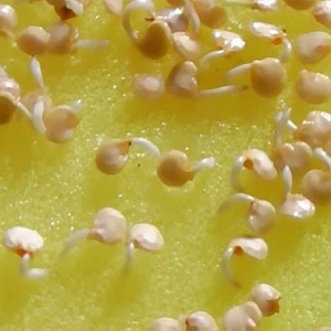 Comment planter un grand poivron hybride Ombrone rouge et le cultiver