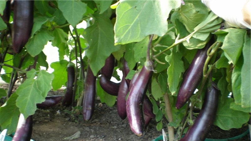 Comment faire pousser correctement l'aubergine résistante au gel King of the North