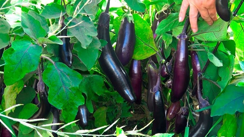 Comment faire pousser correctement l'aubergine résistante au gel King of the North