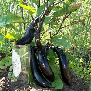 Comment faire pousser correctement l'aubergine résistante au gel King of the North