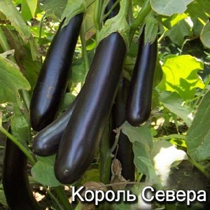 Comment faire pousser correctement l'aubergine résistante au gel King of the North