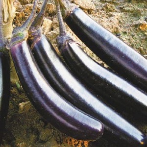 Comment faire pousser correctement l'aubergine résistante au gel King of the North