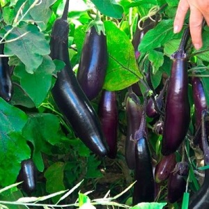 Comment faire pousser correctement l'aubergine résistante au gel King of the North
