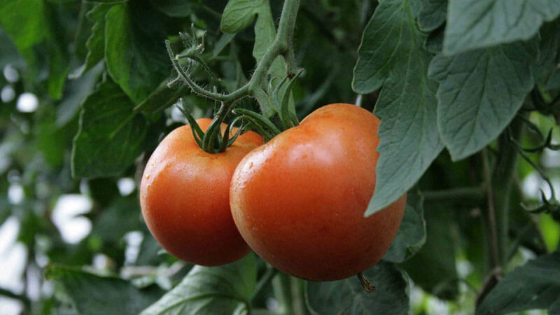 Comment faire pousser des tomates dans une serre en hiver: instructions étape par étape pour une récolte riche toute l'année