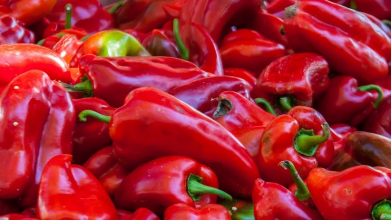 Comment faire pousser du poivre hybride Denis pour une riche récolte de fruits sucrés et juteux