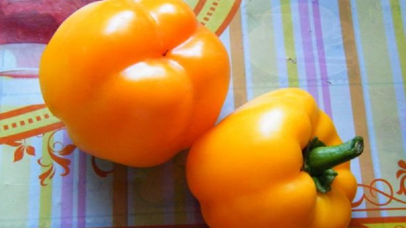 Comment faire pousser du poivre Bogdan sur votre site: un aperçu et les secrets pour obtenir une récolte riche