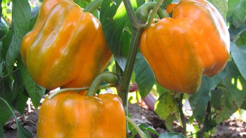 Comment faire pousser du poivre Bogdan sur votre site: un aperçu et les secrets pour obtenir une récolte riche