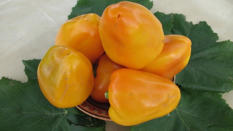 Comment faire pousser du poivre Bogdan sur votre site: un aperçu et les secrets pour obtenir une récolte riche