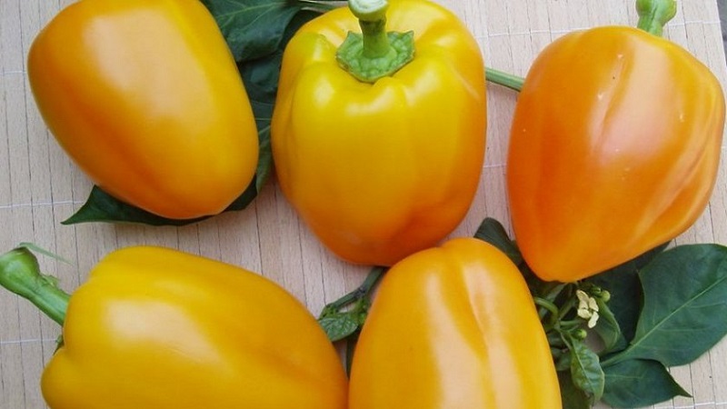 Comment faire pousser du poivre Bogdan sur votre site: un aperçu et les secrets pour obtenir une récolte riche