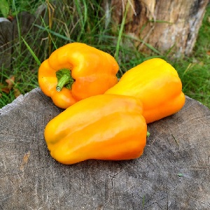 Comment faire pousser du poivre Bogdan sur votre site: un aperçu et les secrets pour obtenir une récolte riche