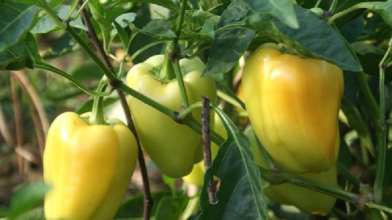 Comment faire pousser du poivre Bogdan sur votre site: un aperçu et les secrets pour obtenir une récolte riche