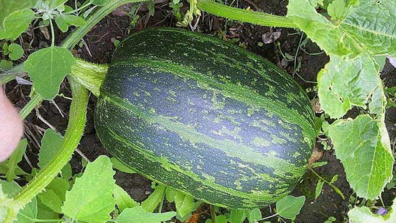 Comment faire pousser un buisson de citrouille Gribovskaya: les secrets de la technologie agricole