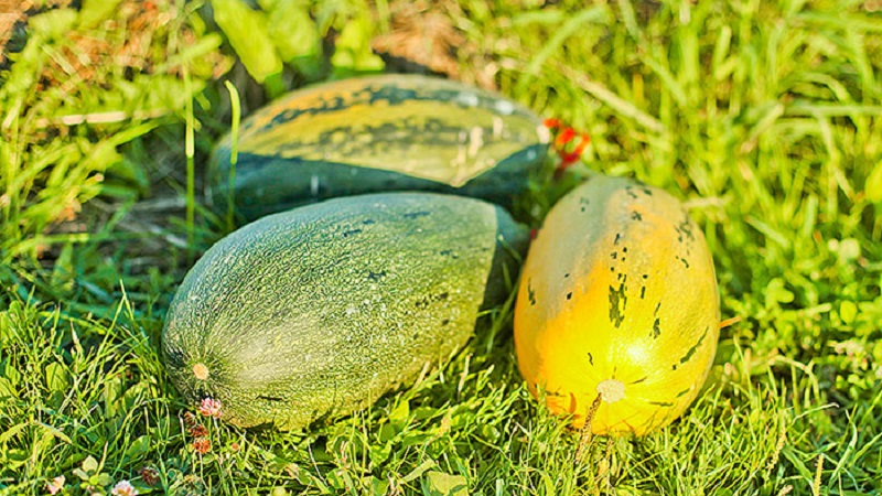 Comment faire pousser un buisson de citrouille Gribovskaya: les secrets de la technologie agricole