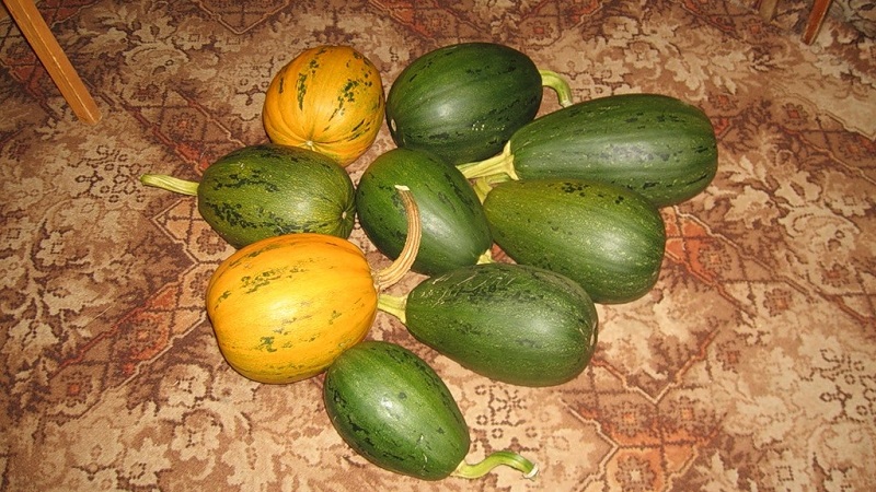 Comment faire pousser un buisson de citrouille Gribovskaya: les secrets de la technologie agricole