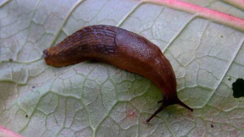 Quelles sont les maladies de l'aubergine dans la serre et comment y faire face