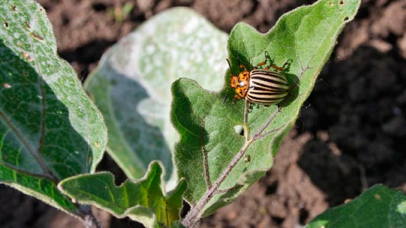 Quelles sont les maladies de l'aubergine dans la serre et comment y faire face