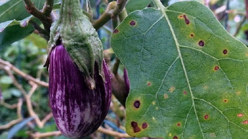 Quelles sont les maladies de l'aubergine dans la serre et comment y faire face