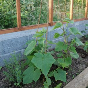 Claudine F1 hybride de concombre parthénocarpique des éleveurs néerlandais