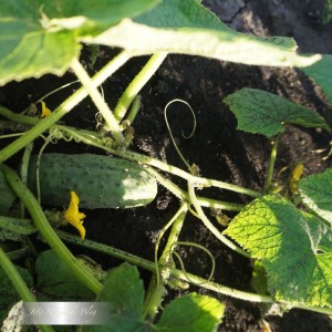 Claudine F1 hybride de concombre parthénocarpique des éleveurs néerlandais