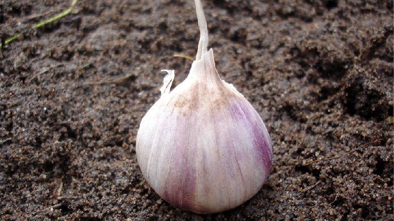 Quand et quel type d'engrais appliquer à l'automne sous l'ail: schémas d'alimentation et aperçu des meilleures formulations pour augmenter les rendements