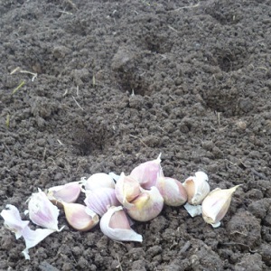 Quand et quel type d'engrais appliquer à l'automne sous l'ail: schémas d'alimentation et aperçu des meilleures formulations pour augmenter les rendements