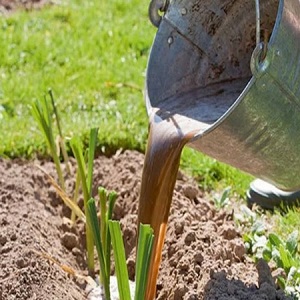 Quand et quel type d'engrais appliquer à l'automne sous l'ail: schémas d'alimentation et aperçu des meilleures formulations pour augmenter les rendements