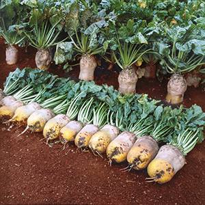 Qui a besoin de betteraves fourragères et pourquoi, comment les cultiver correctement et les gens peuvent-ils manger