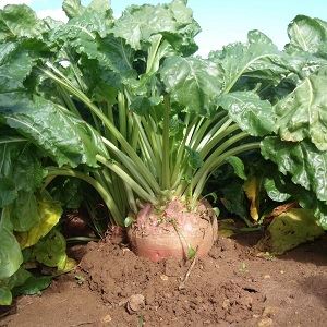 Qui a besoin de betteraves fourragères et pourquoi, comment les cultiver correctement et les gens peuvent-ils manger