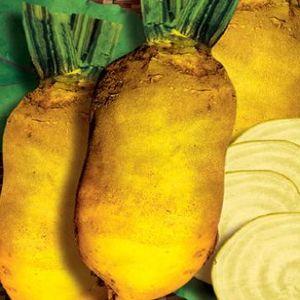 Qui a besoin de betteraves fourragères et pourquoi, comment les cultiver correctement et les gens peuvent-ils manger