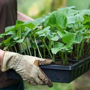 Hybride précoce de concombres Connie f1, résistant aux conditions météorologiques et aux maladies