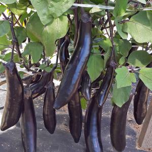 Sans prétention dans les soins et au goût incroyable de l'aubergine Roi du marché