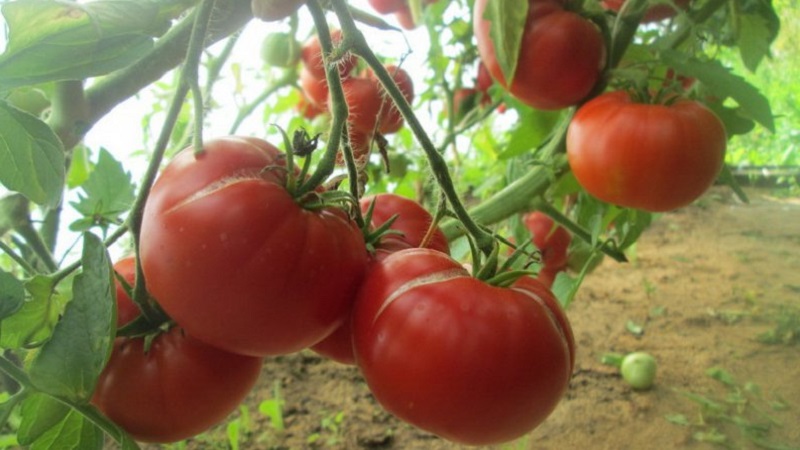 Variété à gros fruits d'éleveurs bulgares - Tomate de maman