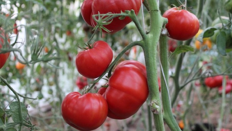 Variété à gros fruits d'éleveurs bulgares - Tomate de maman