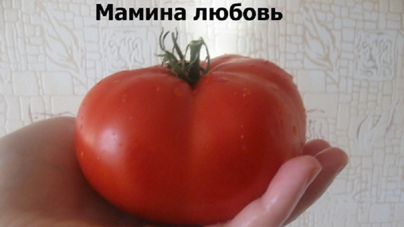 Variété à gros fruits d'éleveurs bulgares - la tomate de Mamina Lyubov