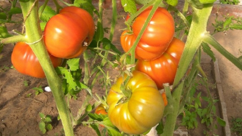 Variété à gros fruits d'éleveurs bulgares - Tomate de maman